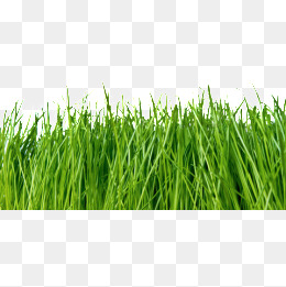 Blade Of Grass PNG Images | Vector and PSD Files | Free Download ...