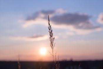 Blade of wild grass