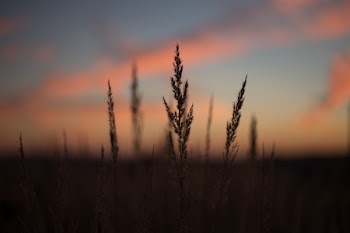 Blades of wild grass