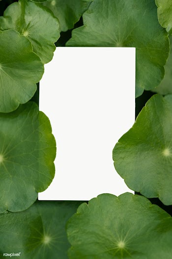 Blank card with green leafy pennyworth  | Free  transparent png - 2268506