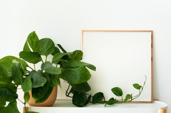 Blank frame next to a potted plant home decor | Free stock photo | High Resolution image