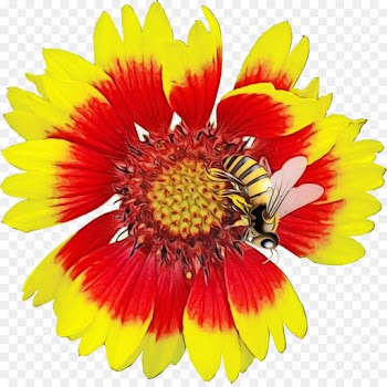 Blanket Flowers, Flower, Blanket, Flowering Plant PNG