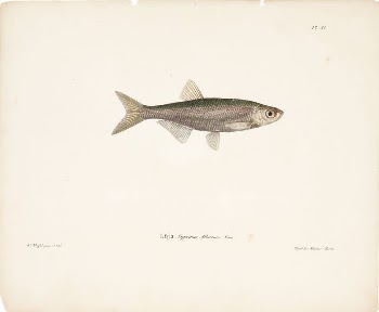 Bleak, 1836 - 1857, Wilhelm | Free Photo - rawpixel
