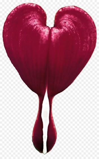 Bleeding heart Flower Clip art - Bleeding Heart Cliparts 
