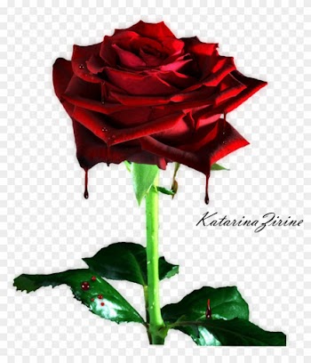 Bleeding Rose Png By Vladnoxart Bleeding Rose Png By - Rose