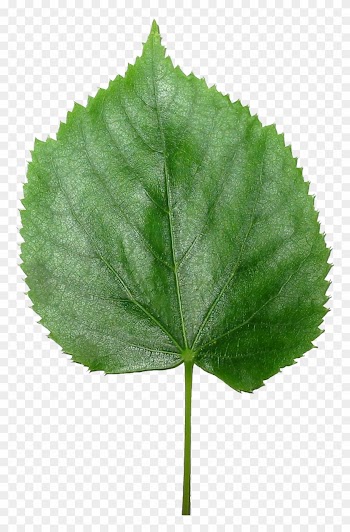 Blender3d Lisc Lipy-transparent - Transparent Leaf