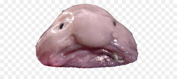 Blobfish Animal Deep sea creature Deep sea fish - blobfish cartoon 