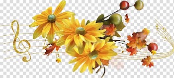 Blog Daytime Morning .de Birthday, gazania transparent background PNG clipart
