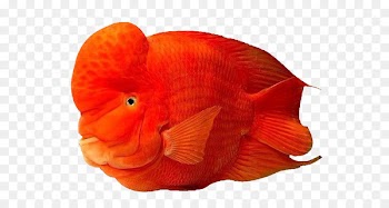 Blood parrot cichlid Tropical fish Oscar - Tropical fish blood parrot 