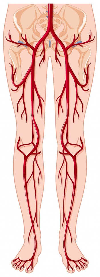 Blood vessels in human body Free Vector