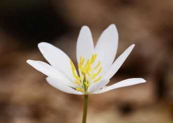 Bloodroot flower background. Free public | Free Photo - rawpixel
