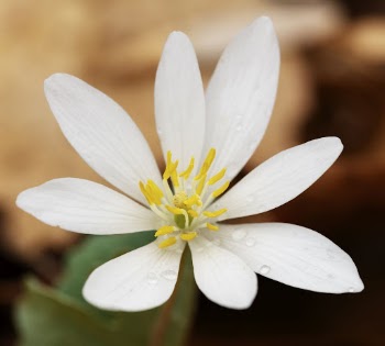 Bloodroot. Free public domain CC0 | Free Photo - rawpixel