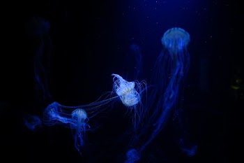 bloom of jellyfish under water