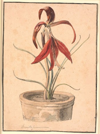 Blooming Amaryllis by Johan Thomas | Free Photo - rawpixel