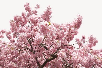 Blooming cherry blossom border, flower | Free PSD - rawpixel