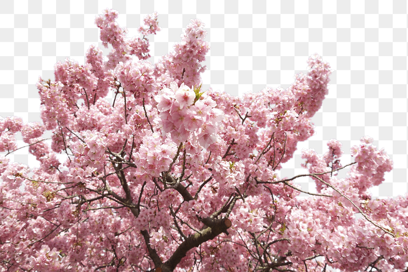 Blooming cherry blossom png border, | Free PNG - rawpixel