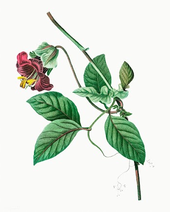Blooming Cobaea Scandens | Free stock vector - 568576