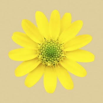 Blooming daisy, spring flower clipart | Free Photo - rawpixel