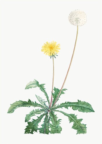 Blooming Dandelion | Free stock vector - 573796