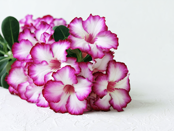 Blooming Desert Rose Flowers in Studio Setting