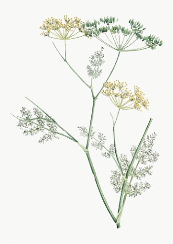 Blooming fennel | Free stock vector - 573799