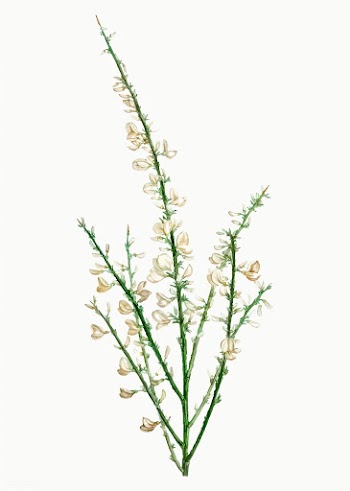 Blooming Genista multiflora | Free stock vector - 568078