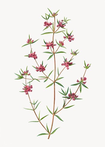 Blooming Heath mirbelia | Free stock vector - 568488