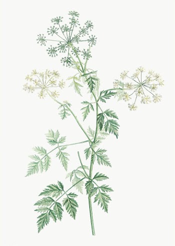 Blooming hemlock flowers | Free stock vector - 574016
