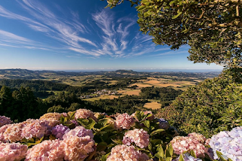 Blooming Hydrangeas Overlooking a Serene Countryside