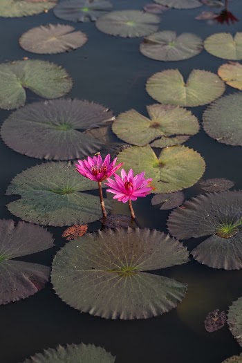 Blooming in Angkor Wat