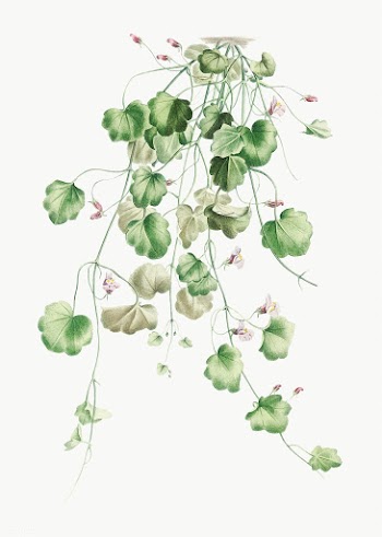 Blooming Kenilworth Ivy | Free stock vector - 573986