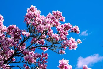 Blooming Magnolia Tree Against Blue Sky