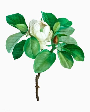Blooming Magnolia tree | Free stock vector - 568336