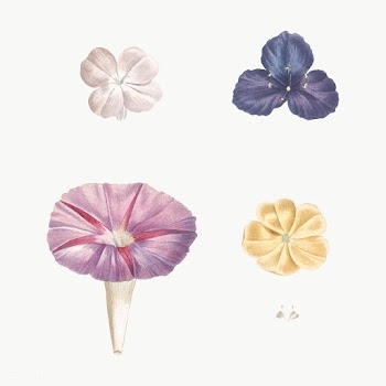 Blooming mixed flowers | Free stock vector - 573766