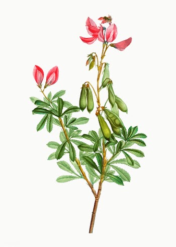 Blooming Ononis fruticosa | Free stock vector - 568084