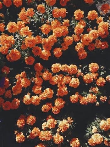 Blooming orange flowers. Original public | Free Photo - rawpixel