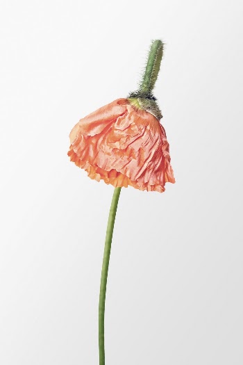 Blooming orange poppy, flower clipart | Free Photo - rawpixel