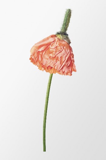 Blooming orange poppy, flower clipart | Free PSD - rawpixel