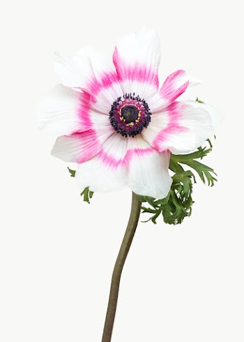Blooming pink anemone flower | Free  transparent png - 2278217
