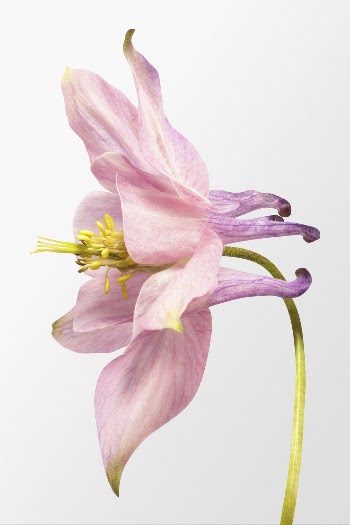 Blooming pink columbine flower clipart | Free Photo - rawpixel