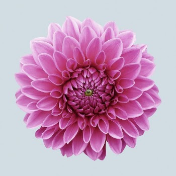 Blooming pink dahlia, flower clipart | Free Photo - rawpixel