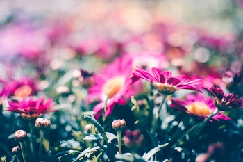 Blooming Pink Daisy Flowers