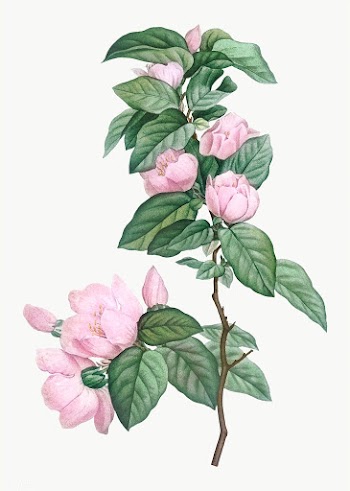 Blooming pink flowers | Free stock vector - 573828