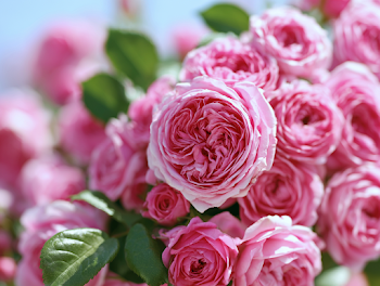 Blooming Pink Garden Roses in Soft Focus