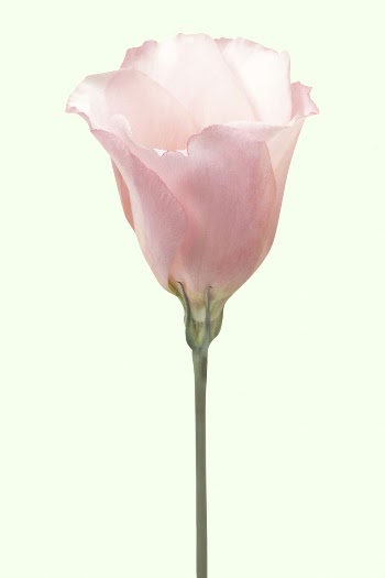 Blooming pink Prairie gentian, spring | Free Photo - rawpixel