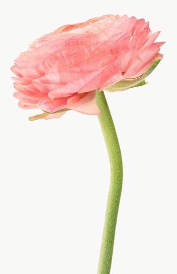 Blooming pink ranunculus flower transparent png  | Free  transparent png - 2278147