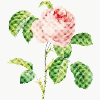 Blooming pink rose flower halftone style design element | Free  transparent png - 2337846