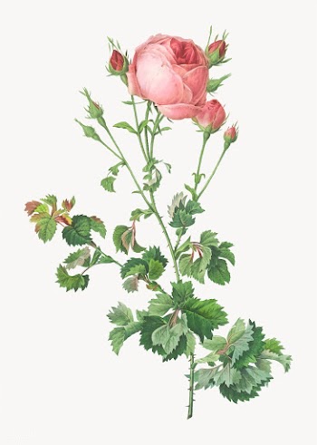 Blooming pink rosebush | Free stock vector - 574104