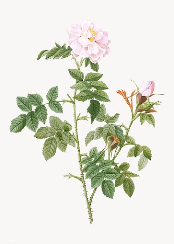 Blooming pink rosebush | Free stock vector - 574276