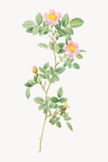 Blooming pink roses | Free stock vector - 574107